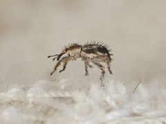 Misophrice hispida