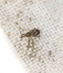 Misophrice hispida