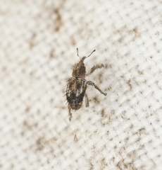 Misophrice hispida