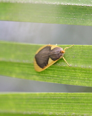 Prooedema inscisalis