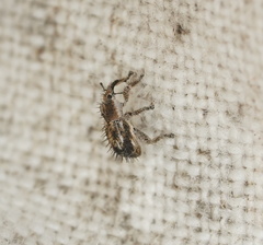 Misophrice hispida