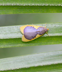 Prooedema inscisalis