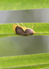 Prooedema inscisalis