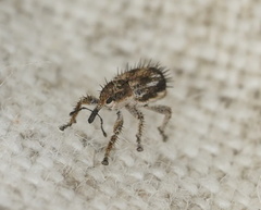 Misophrice hispida
