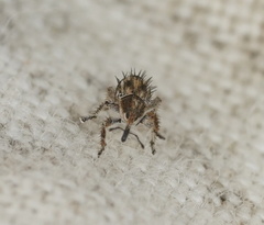 Misophrice hispida