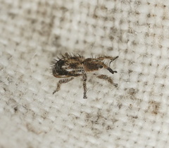 Misophrice hispida