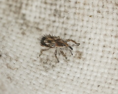 Misophrice hispida