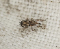 Misophrice hispida