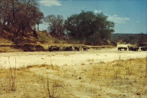 African Savanna Elephant