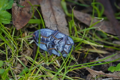 Pterohelaeus peltatus