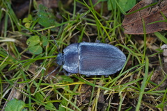 Pterohelaeus peltatus