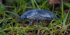 Pterohelaeus peltatus