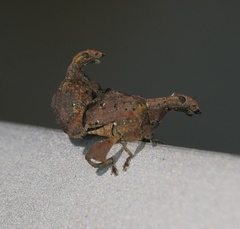 Stephanorhynchus crassus