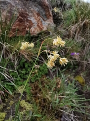 Luzula lutea