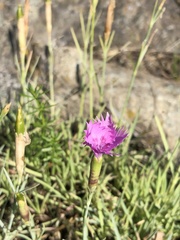 Dianthus plumarius