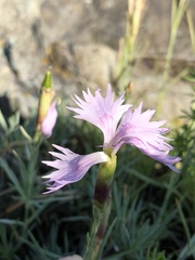 Dianthus plumarius