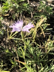 Dianthus plumarius