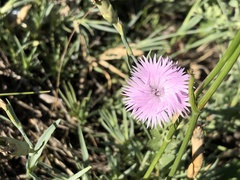 Dianthus plumarius