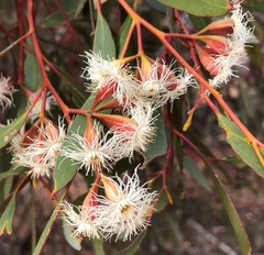 Eucalyptus calycogona