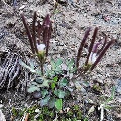 Cardamine resedifolia