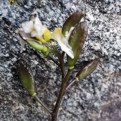 Draba siliquosa