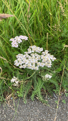 Achillea millefolium