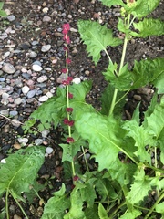 Blitum capitatum capitatum