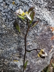 Draba siliquosa