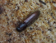 Diplocoelus angustulus