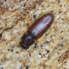 Diplocoelus angustulus