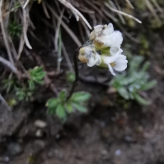 Draba siliquosa