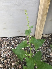 Blitum capitatum capitatum