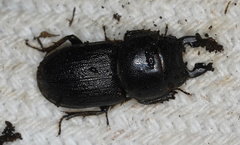 Lissotes obtusatus