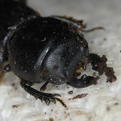 Lissotes obtusatus
