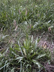 Plantago