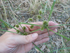 Cyperus retrorsus