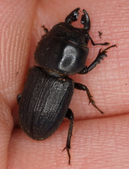 Lissotes obtusatus