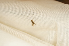 Austrotephritis bushi