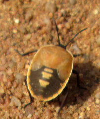 Dinidoridae