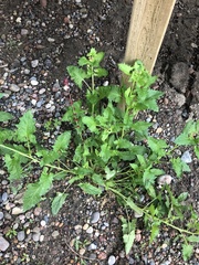 Blitum capitatum capitatum