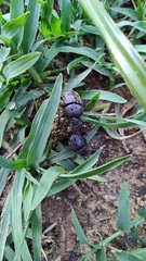 Gymnopleurus miliaris