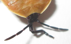 Dinidoridae