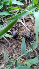 Gymnopleurus miliaris