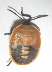 Dinidoridae