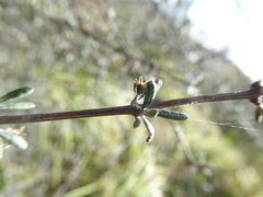 Olearia bullata
