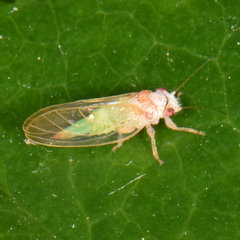 Psylla buxi
