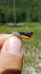 Stenobothrus rubicundulus