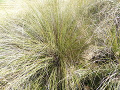 Chionochloa rigida