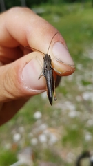 Stenobothrus rubicundulus