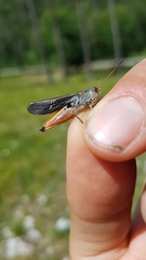 Stenobothrus rubicundulus
